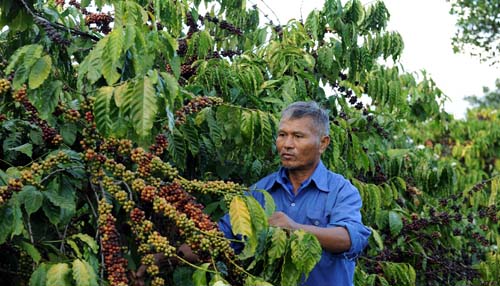 Tái canh diện tích cà phê già cỗi